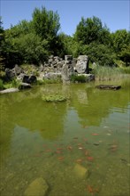 Pond with goldfish, Murnau