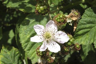 Close up of a wild blackberry flower with fruit bids and green leaves