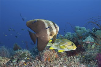 Long-finned batfish and golden-striped sweetlips at cleaning station, Platax teira, Plectorhinchus