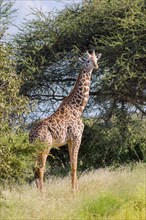 Giraffe isolated in Tsavo East Park Kenya