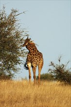 Giraffe in the bushveld of the Kruger Park, South Africa, Africa