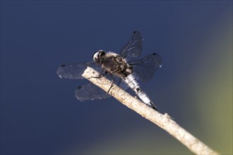 Side view of a blue arrow dragonfly on a branch