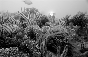 Coral reef, South Africa, Port Elizabeth, Ibhayi, Madiba Bay, Indian Ocean, Africa