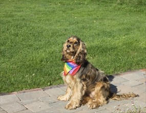 English Show Cocker Spaniel dog wearing Pride rainbow bandana scarf