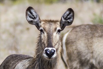 Waterbuck (Kobus ellipsiprymnus) . In a heavy rain shower the wet waterbuck is standing on the