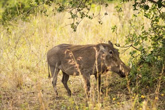 Isolated Phacochere in the savannah countryside of Nairobi Park in Kenya