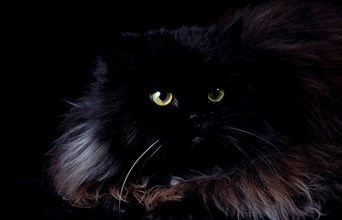 Persian cat black