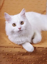 Turkish Angora, white, white, female, six months old