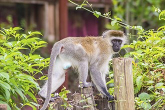 Vervet monkey sitting on a wooden post in the savannah of Amboseli Park in Kenya