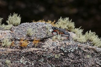 Close-up of a tiny, beautiful Maldonada redbelly toad, an endemic Brazilian toad, on granite rock