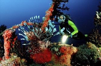 Diver and lionfish at the shipwreck Maldeves Victory, Pterois volitans, Maldives, North Male Atoll,