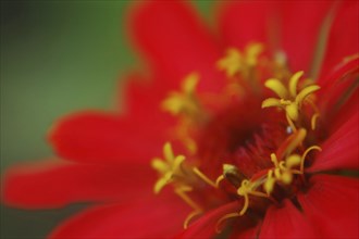 Closeup of Red zinnia