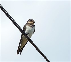 Immature Barn Swallow on wire