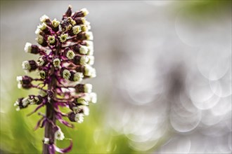 Blooming brook butterbur in the Selke valley Harz