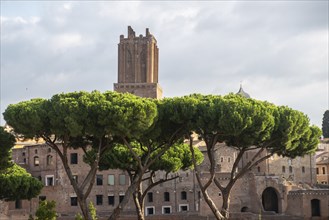 Palatine Hill Rome with Umbrella pine trees in foreground and tower behind