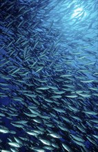 Shoal of mackerel, Macarela estornino, Scomber japonicus, Mexico, Lake Cortez, Lower California, La