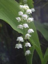 Lily of the Valley in garden setting