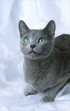 Russian blue cat