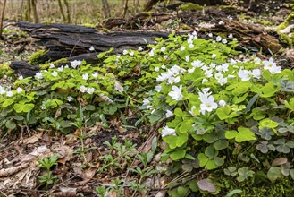 Flowering wood sorrel Harz Selketal