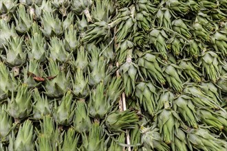 Young artichokes at the Ballaro market in Palermo, Sicily