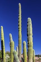 Mexican elephant cactus Pachycereus pringlei with blue sky