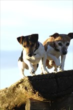 Two photogenic male Jack Russell terriers jumping off a wooden bench in front of a blue sky