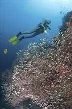 Black coral surrounded by glassfish and divers, Parapriacanthus sp., Antipathes dichotoma, Maya