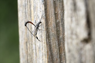 Narrow-bellied wasps (Gasteruptiidae), on dead wood in search of a host, North Rhine-Westphalia,