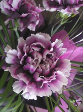 Purple chrysanthemums in floral arrangement