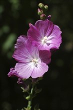 Mauve flowers on black background