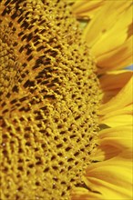 Centre of giant sunflower