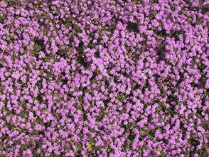 Pink flowers on hedge