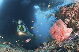 Red veil tree and diver, Dendronephthya mucronata, Maya Thila, North Ari Atoll, Maldives, Asia