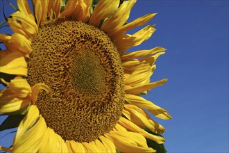 Giant sunflower against blue sky