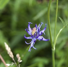 Plant Bug Calocoris Roseomaculatus on Round-headed Rampion