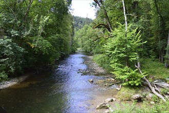 Stream in the Canyon Wutachschlucht in the Black Forest, Baden, Württemberg, Germany. Stream in the