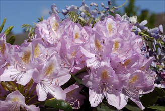 Rhododendron, Flensburg, Schleswig-Holstein, Germany, Europe