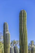 Mexican elephant cactus Pachycereus pringlei