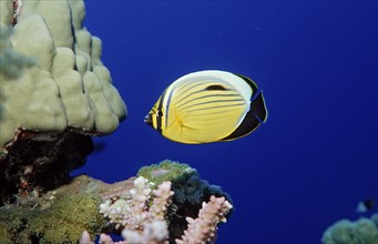 Polyp butterflyfish, Chaetodon austriacus, Egypt, Rocky Island, Red Sea, Africa