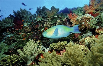 Green-cheeked parrotfish, Scarus prasiognathos, Egypt, Africa, Sinai, Sharm el Sheik, Red Sea,