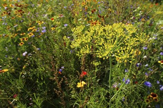 Umbel flowers of a dill plant in a flower meadow