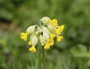 Yellow flowers of wild plant Common Cowslip