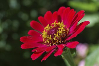 Red zinnia sideon in garden settting