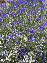 Purples irises and purple pansies in garden bed