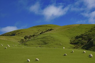 A herd of sheep grazing on a lush green field in New Zealand