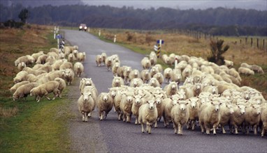 Mob of sheep on a West Coast road, South Island, New Zealand, Oceania