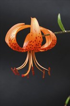 Orange tiger lily on black background