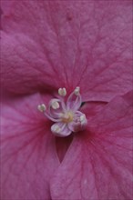 Extreme closeup of pink hydrangea flower