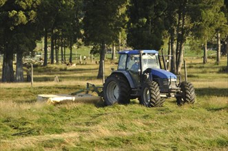 Tractor mowing pasture for silage, West Coast, South Island, New Zealand, Oceania