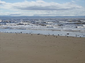 The beach at blundell sands in southport with a flock of sanderlings feeding on the shoreline